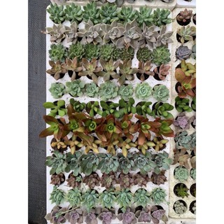 Combo 10 cây sen vỉ ngẫu nhiên