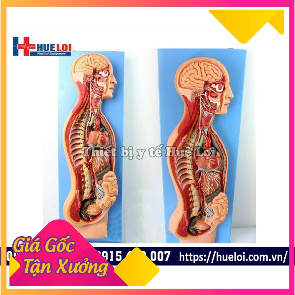 y tế chính hãng mô hình hệ thần kinh tự chủ