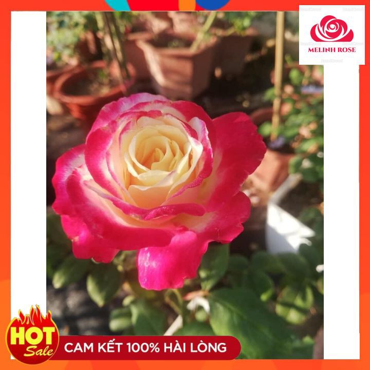Hoa Hồng Bụi Double Delight, Hoa thơm màu Hồng Song Hỷ-Vườn Hoa Melinhrose