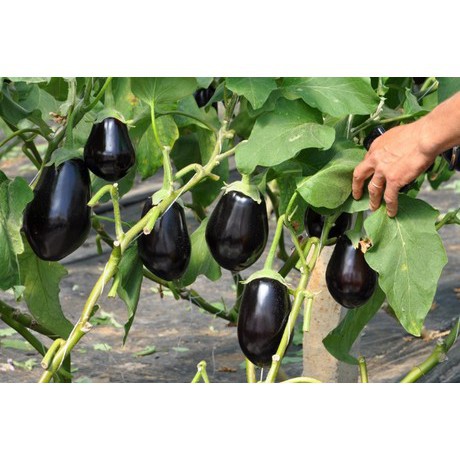 Hạt Giống Cà Tím Tròn Qủa To  -Dễ Trồng, Năng Suất Cao - MUA 3 TẶNG 1 CÙNG LOẠI