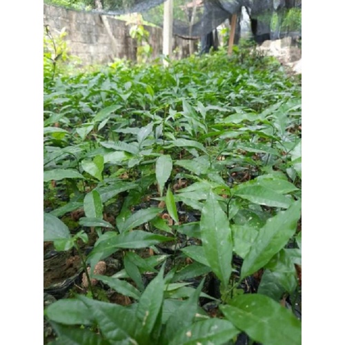 Cây rau ngót rừng