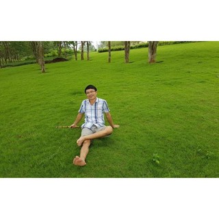 100 - HẠT GIỐNG CỎ NHUNG NHẬT