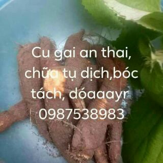Củ gai tươi 1kg vip
