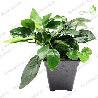 Cây thủy sinh Ráy nana | Anubias barteri var. nana