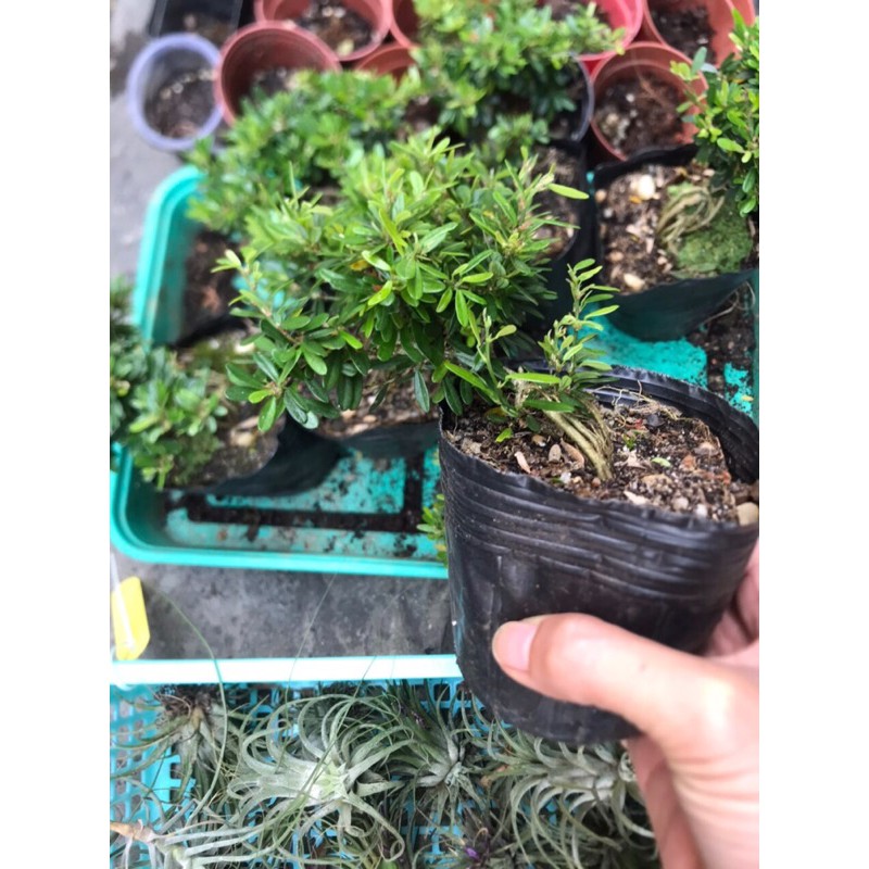 Bon sai mini, bonsai linh sam 86 hoa tím nhỏ
