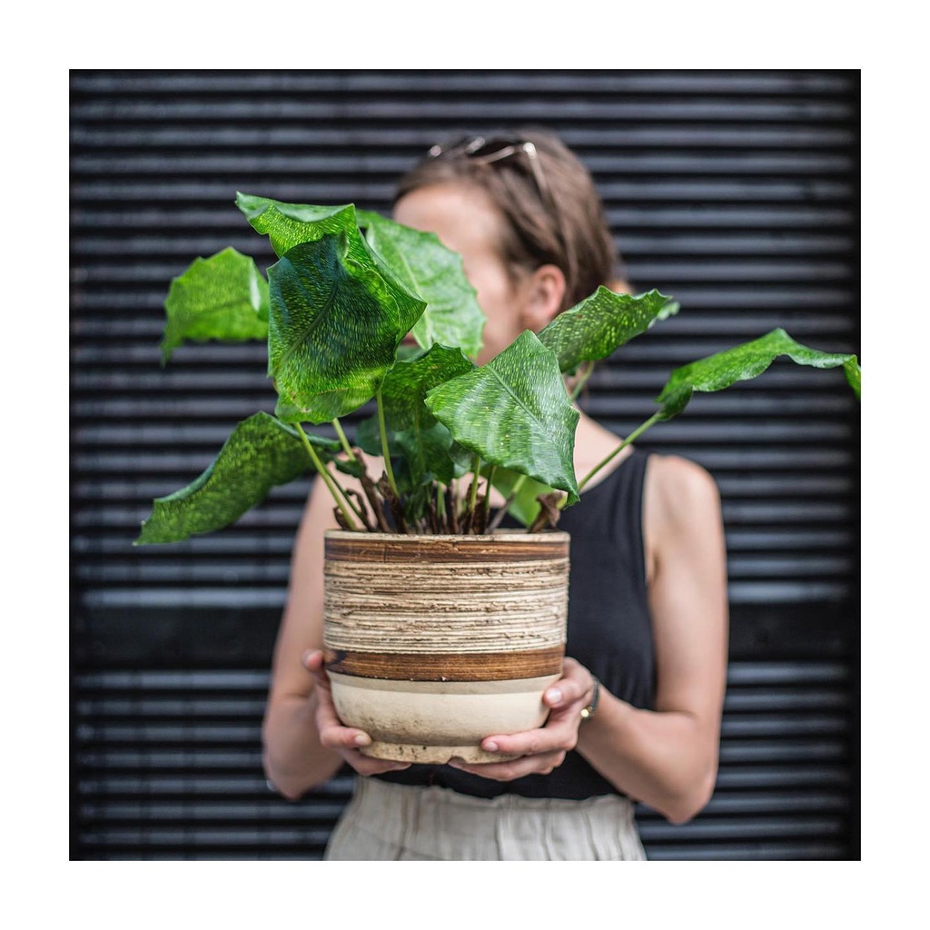 Đuôi Công Calathea Network - Calathea Musaica – Chậu Đuôi công Network - Đuôi Công Lá gạch để bàn