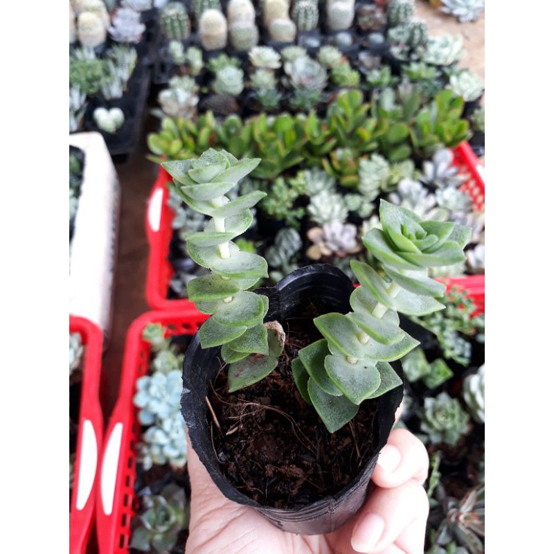 sen đá xiên thịt size bầu