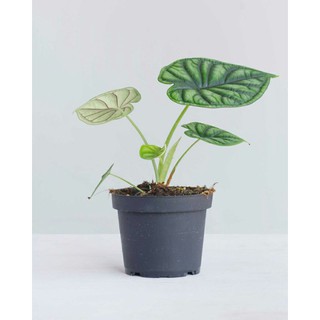 Cây Alocasia Dragon Scale ( Vảy Rồng )