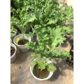 Cây cải kale trưởng thành