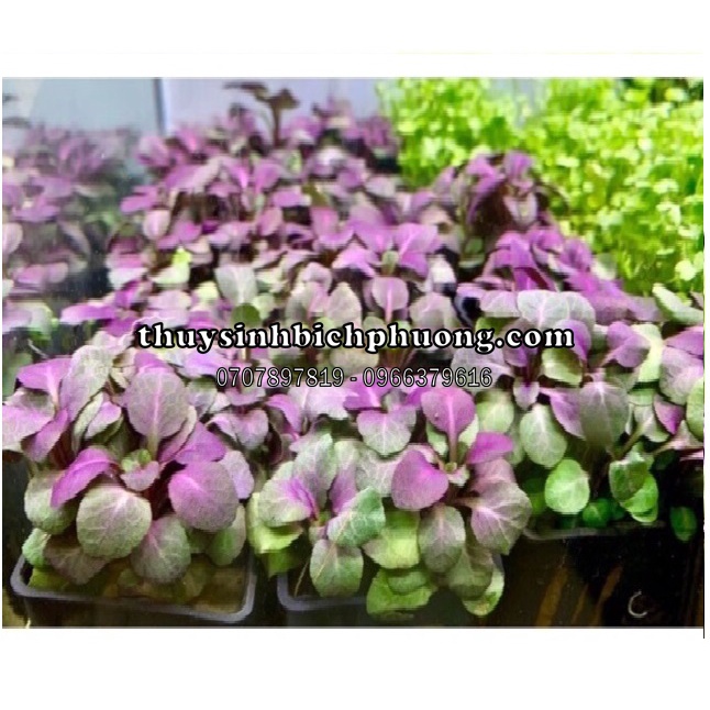 HỒNG BA TIÊU - CÂY CẮT CẮM HỒ THUỶ SINH TRUNG CẢNH DỄ CHĂM SÓC