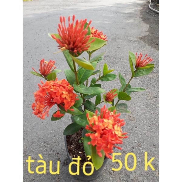 Cây bông trang tàu hoa lớn
