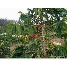 Cây giống Cây Cà phê chè