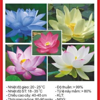 20 Hạt Sen nhật mini nhiều màu
