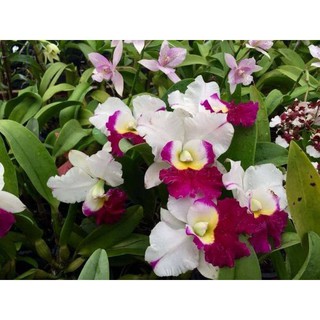 hoa phong lan catleya màu trắng