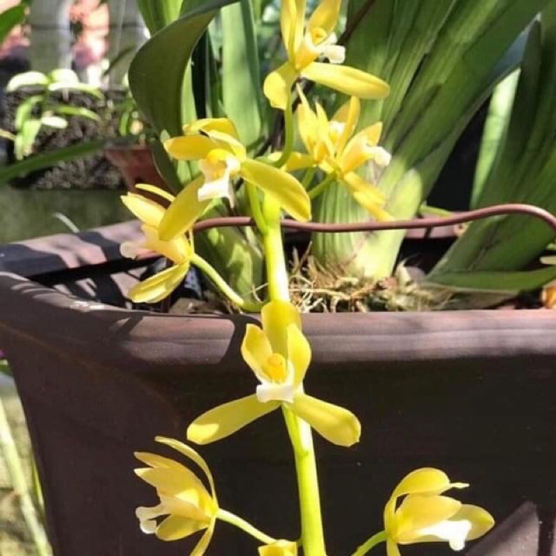 hoa lan phan trí 1,5 năm tuổi lá 3cm