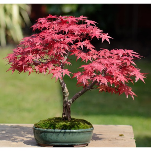 Phong lá đỏ để bàn dáng bonsai