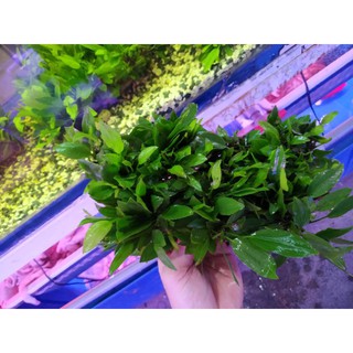 🌲Cây Lan Nước Thủy Sinh [💥Vỉ To Cây Dày💥]