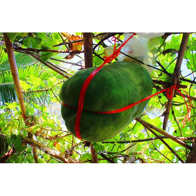 GÓI 10 hạt bí đao khổng lồ