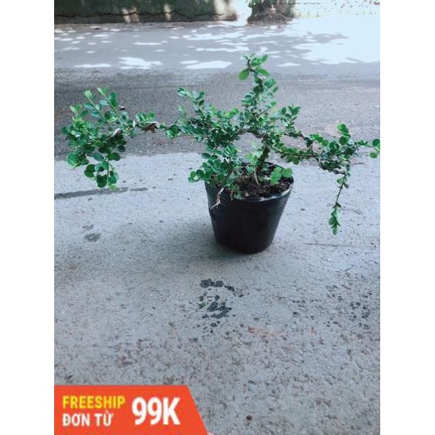 Linh Sam Núi Bonsai