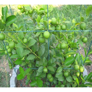 Cây giống chanh không hạt