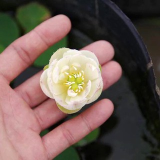Hạt giống hoa sen bát siêu mini_anhngan