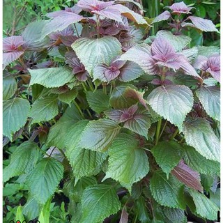 2g Hạt Giống Rau Tía Tô (Perilla frutescens)