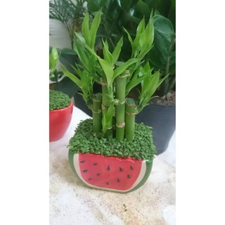 Cây phát tài, phát lộc cả chậu