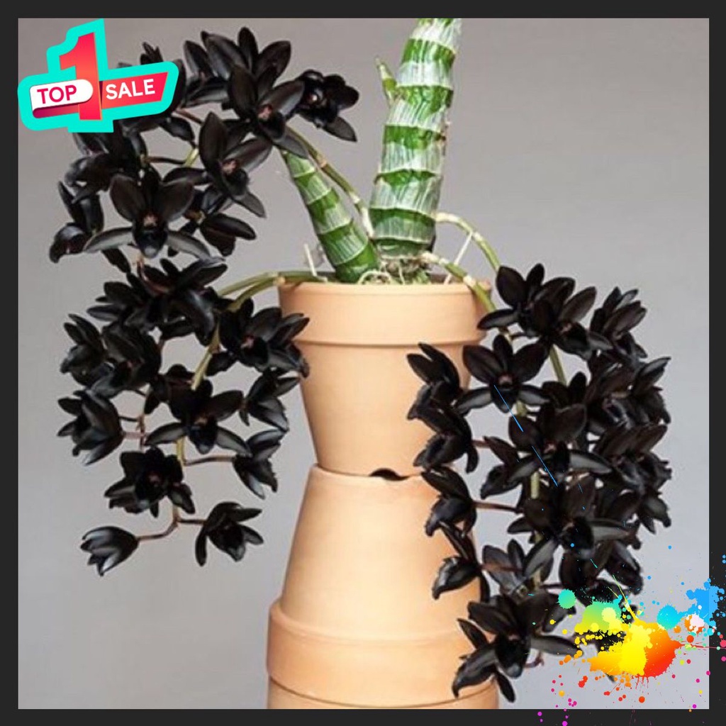 🍀BAO CHẤT🍀combo ba loại Phong Lan