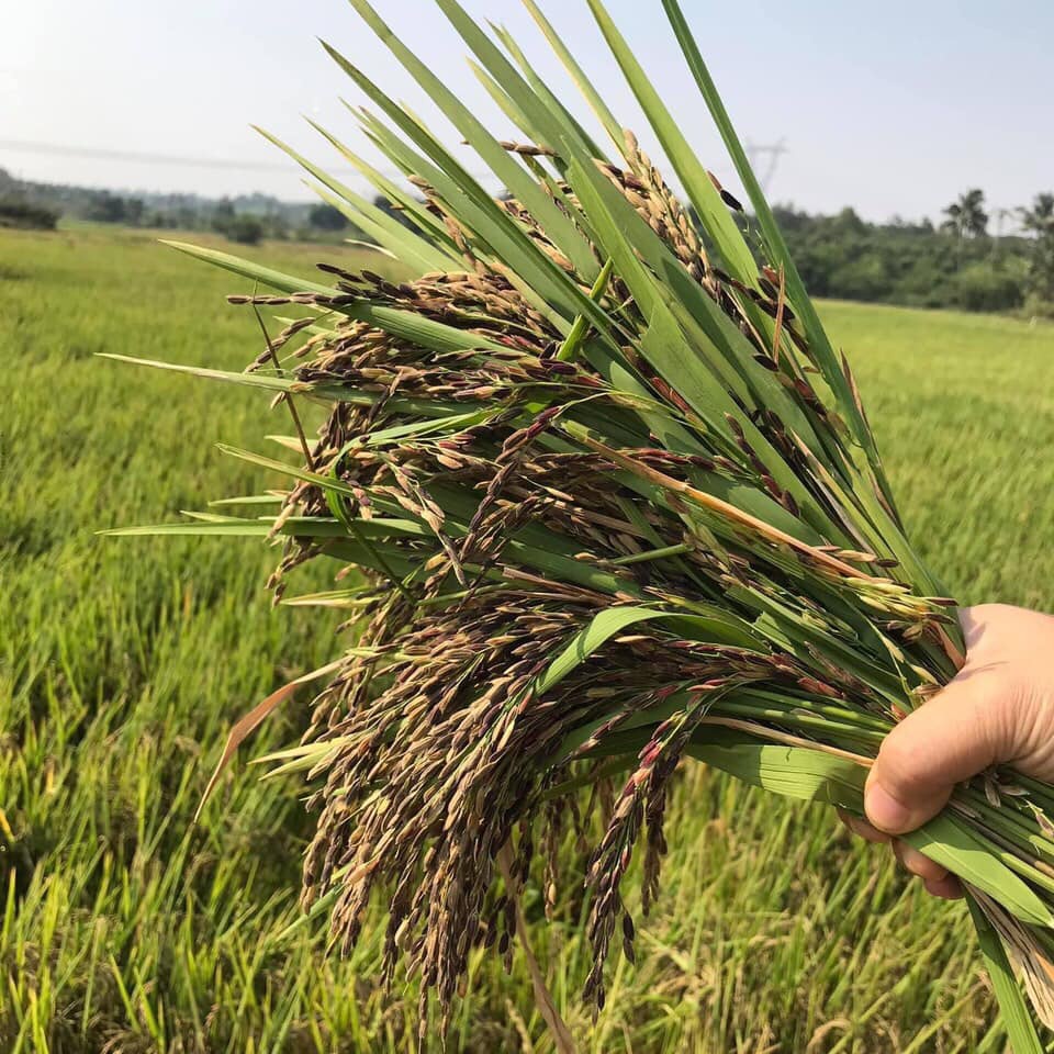 Gạo Lứt Đen Điện Biên (LOẠI NGON) 1 KG - Gạo Lứt Đen Hữu Cơ Cho Người Ăn Kiêng - Gạo Lứt Dẻo Thơm Ngon - Ship Rẻ HCM