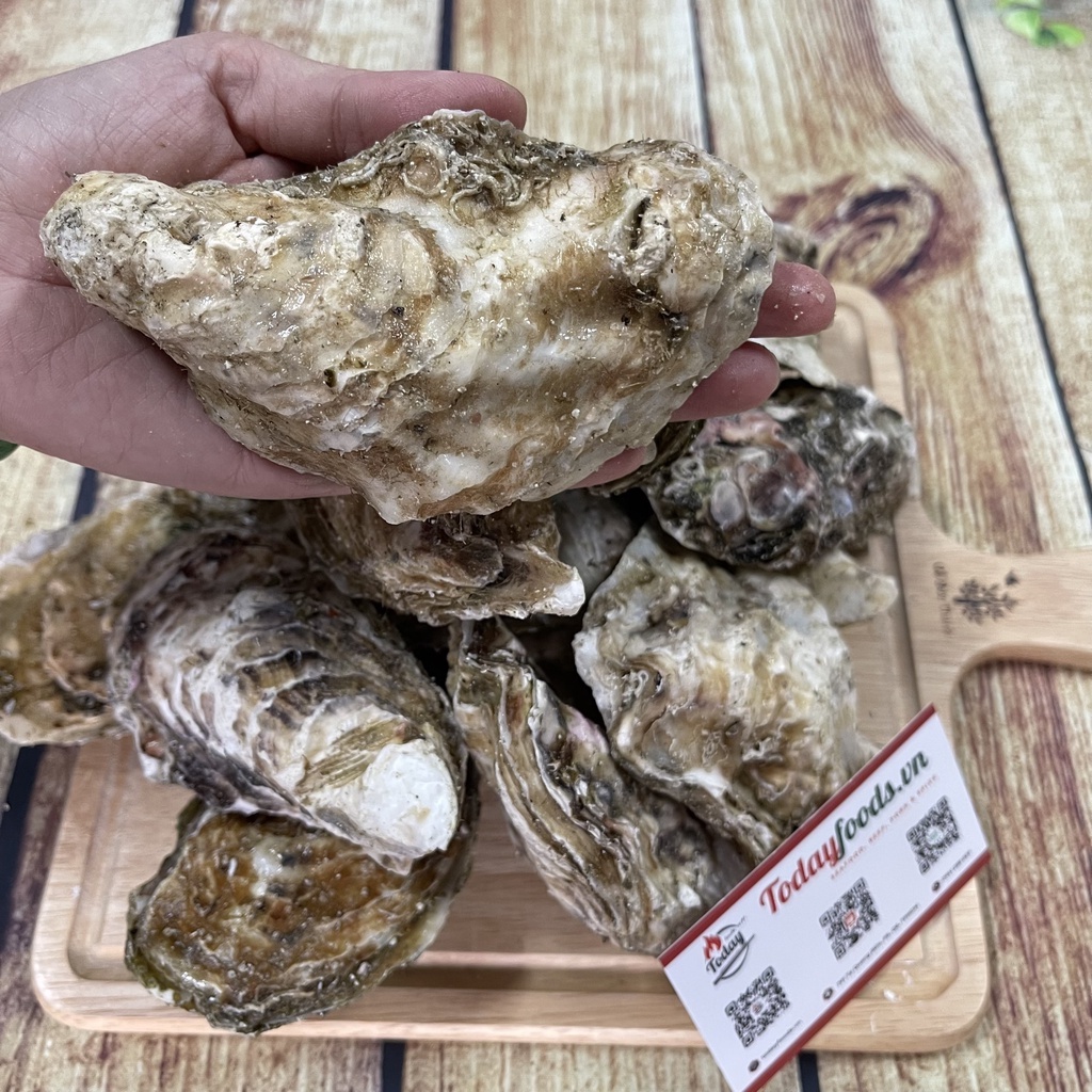 [CHỈ GIAO HCM] Hàu Nhật Bản Miyagi - Hàu chuẩn Sashimi 2L (5-6 con) 1KG Todayfoods