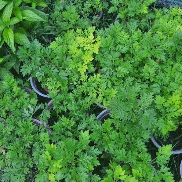 Rau chậu - Ngải cứu TACY'S GARDEN 100% rau sạch nhà vườn trồng