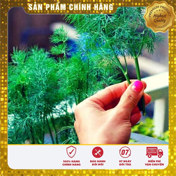 Hạt giống thì là bốn mùa 10gr [Bán Sỉ]