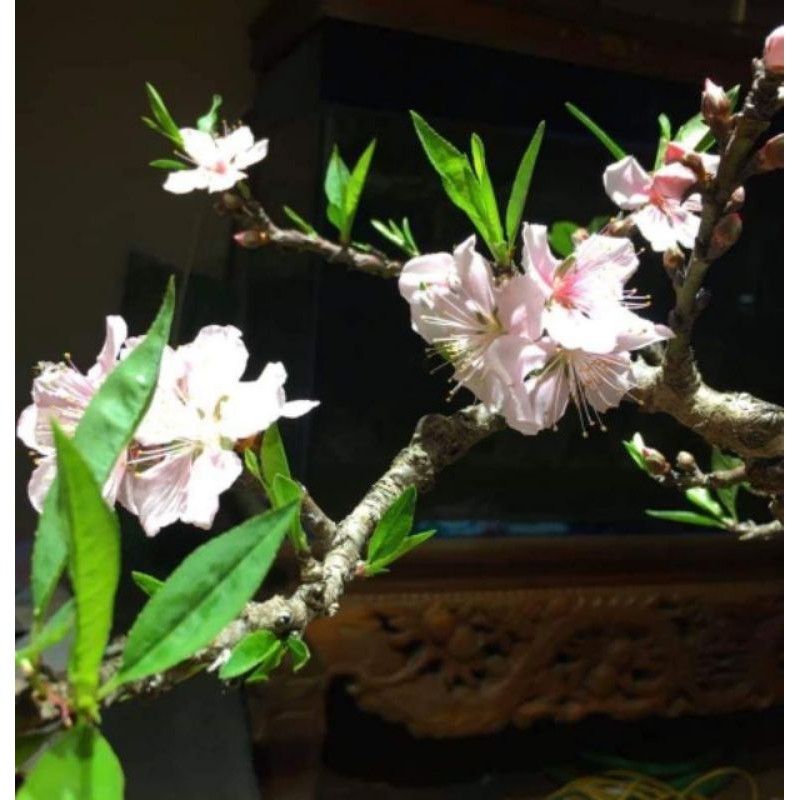 Đào thất thốn phai đơn_3 năm