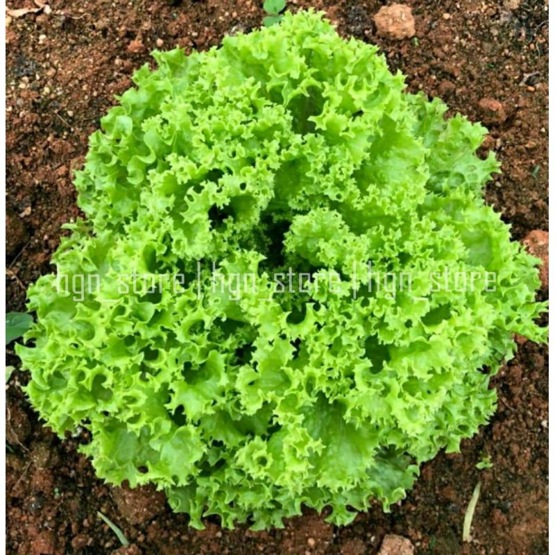 Xà Lách Xoăn Xanh Juijia