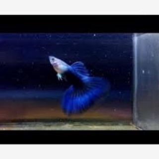 Cá 7 màu hb blue gen 30k/ đôi