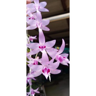 Dã Hac Hồng Núi Phụng
