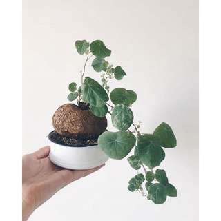 củ bình vôi💥 giá rẻ 03.98.575.217💥💥