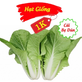 Deal 1k - 100 hạt giống cải bẹ dún - tập trồng rau tại nhà