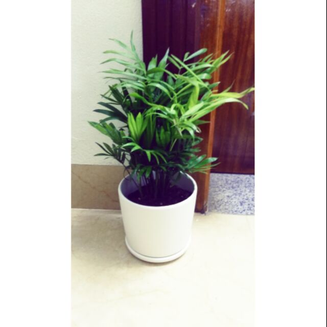 Cây cau tiểu châm nhỏ | BigBuy360 - bigbuy360.vn