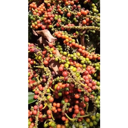 tiêu đen Lâm Đồng 1kg