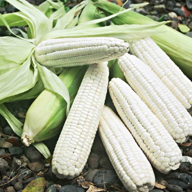 HẠT GIỐNG NGÔ NẾP TRẮNG