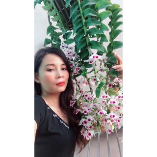 phân bón cho hoa lan Uyên Ngô