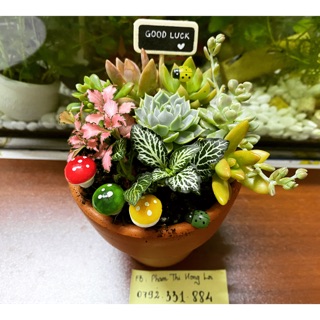 CHẬU MIX SEN ĐÁ 8 LOẠI