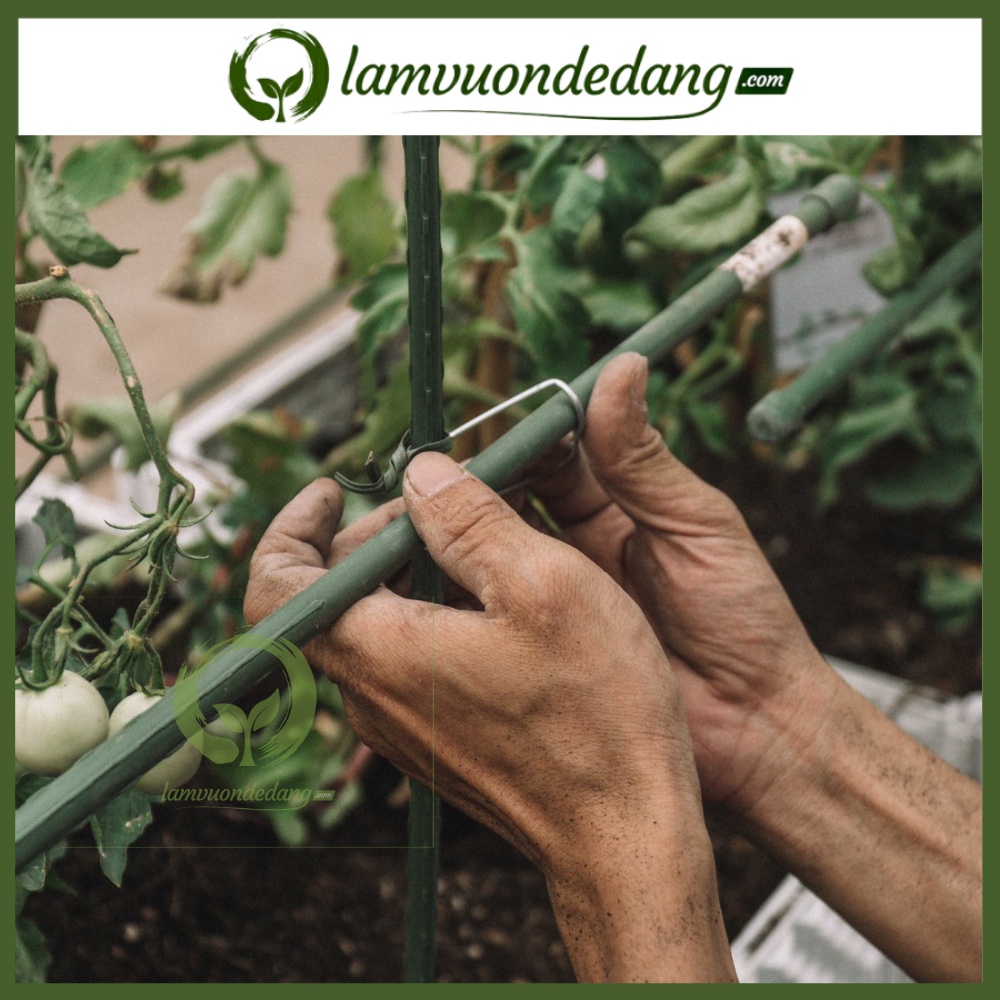 GIÀN LEO áp tường cao 1.5m - KHUNG TRỒNG CÂY Dùng làm Khung Đỡ, Giá Đỡ Hoa Hồng Leo, giàn leo bầu bí mướp ~