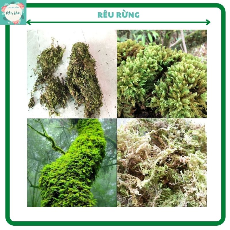 Rêu rừng trồng lan đóng túi 200g