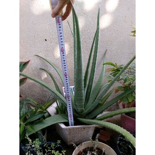 Cây nha đam giống Mỹ, cây giống 20cm