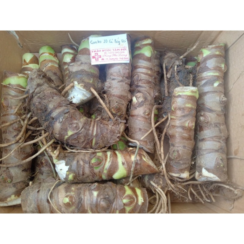 Combo 20 củ ráy voi trồng làm cảnh