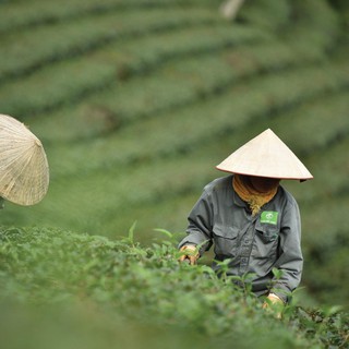 Trà Oolong 201 - Túi 200Gr