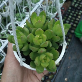 Sen đá hường chậu treo