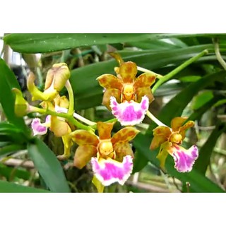 Hoa lan Giáng hương môi quạt(cây to 30cm/1 thân)